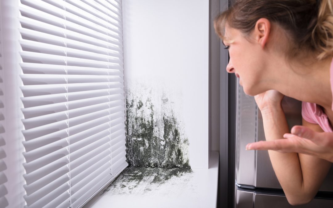 4 Signs of a Mold Problem In the Home